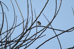 Spermestes bicolor poensis