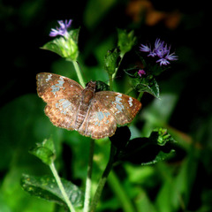 Xenophanes tryxus