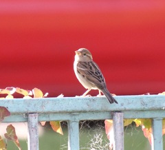Passer domesticus