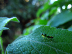 Sibovia sagata