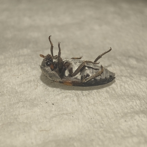 Dermestes carnivorus, 2025-12-17