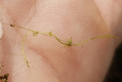 Utricularia gibba