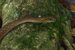 Dipsadinae