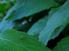 Sibovia sagata