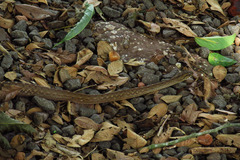 Dipsadinae