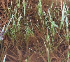 Eleocharis dregeana