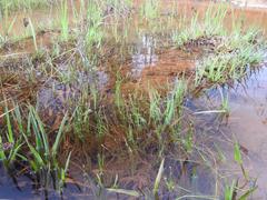 Eleocharis dregeana