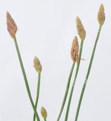 Eleocharis dregeana
