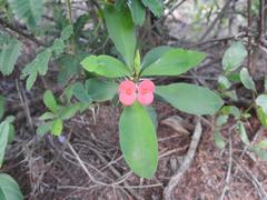 Euphorbia milii