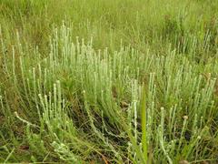 Helichrysum aureonitens