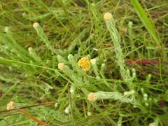 Helichrysum aureonitens