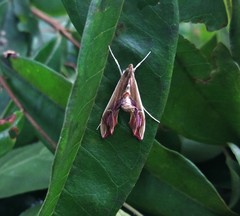 Agathodes monstralis