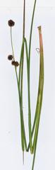 Juncus punctorius