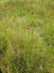 Juncus punctorius