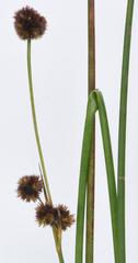 Juncus punctorius