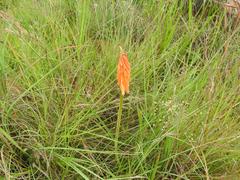 Kniphofia triangularis obtusiloba
