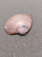 Eucallista purpurata