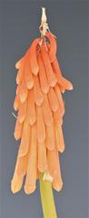 Kniphofia triangularis obtusiloba