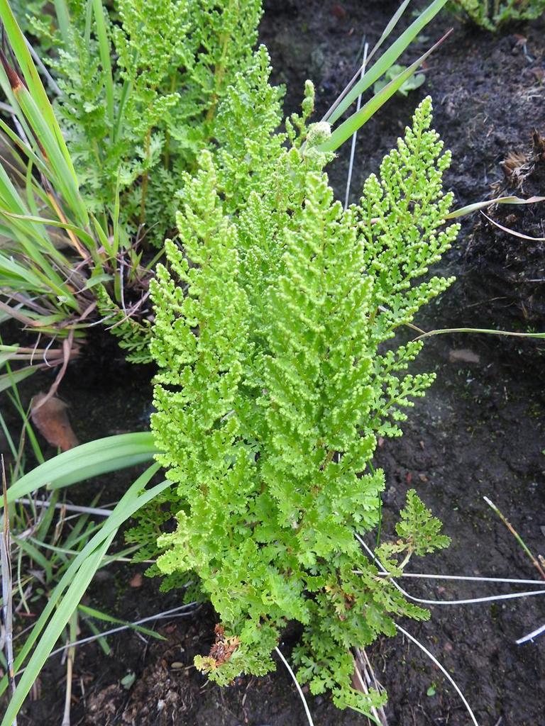 Anemia marginalis