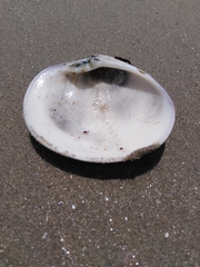 Eucallista purpurata