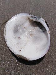 Eucallista purpurata