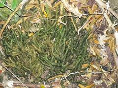 Echinodiopsis hispida