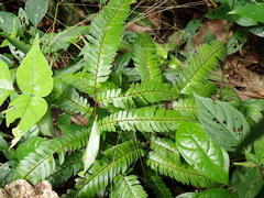 Adiantum tetraphyllum, photograph author not stated, no rights reserved