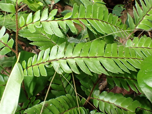 Adiantum tetraphyllum, photograph 3