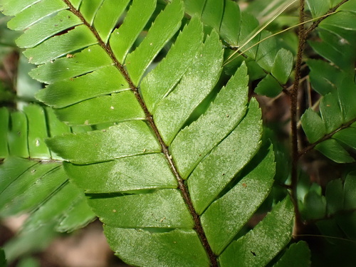 Fourleaf maidenhair (Adiantum tetraphyllum)