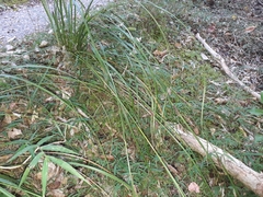 Carex solandri