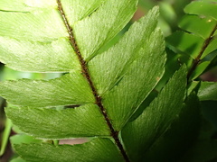 Adiantum tetraphyllum, photograph author not stated, no rights reserved