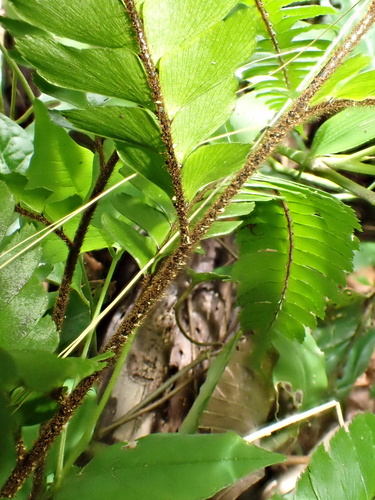 Adiantum tetraphyllum, photograph 5