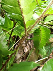 Adiantum tetraphyllum, photograph author not stated, no rights reserved