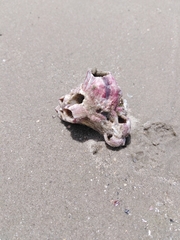 Megabalanus tintinnabulum