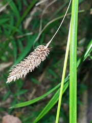 Carex solandri