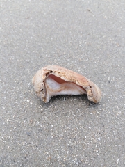 Olivancillaria urceus
