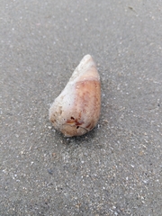 Olivancillaria urceus