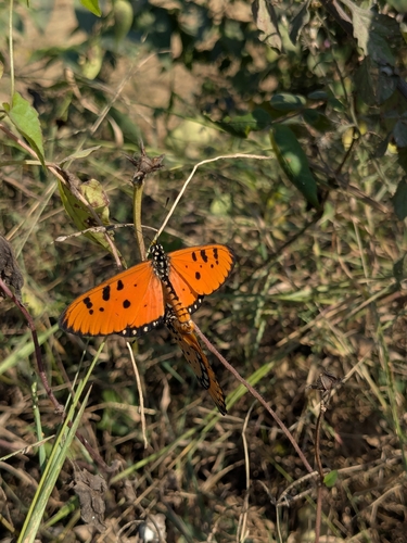 Tawny Coster