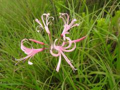 Nerine angustifolia