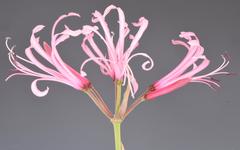 Nerine angustifolia