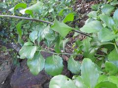 Senecio pleistocephalus