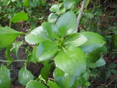 Senecio pleistocephalus