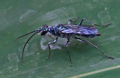 Trirogma caerulea