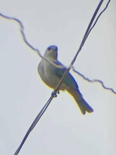 Sayaca Tanager
