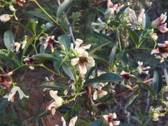 Stomatostemma monteiroae