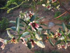 Stomatostemma monteiroae