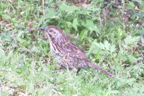 Chinese Babax (Pterorhinus lanceolatus), photo 7