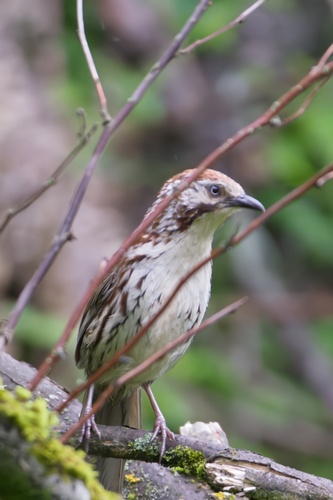 Chinese Babax (Pterorhinus lanceolatus), photo 10