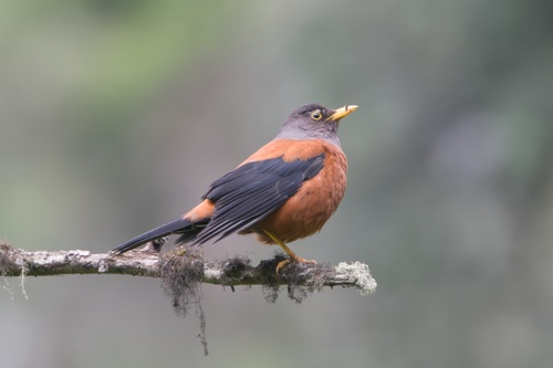 Chestnut Thrush (Turdus rubrocanus), photo 9
