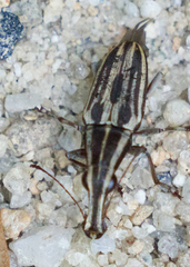 Sintor vittatus